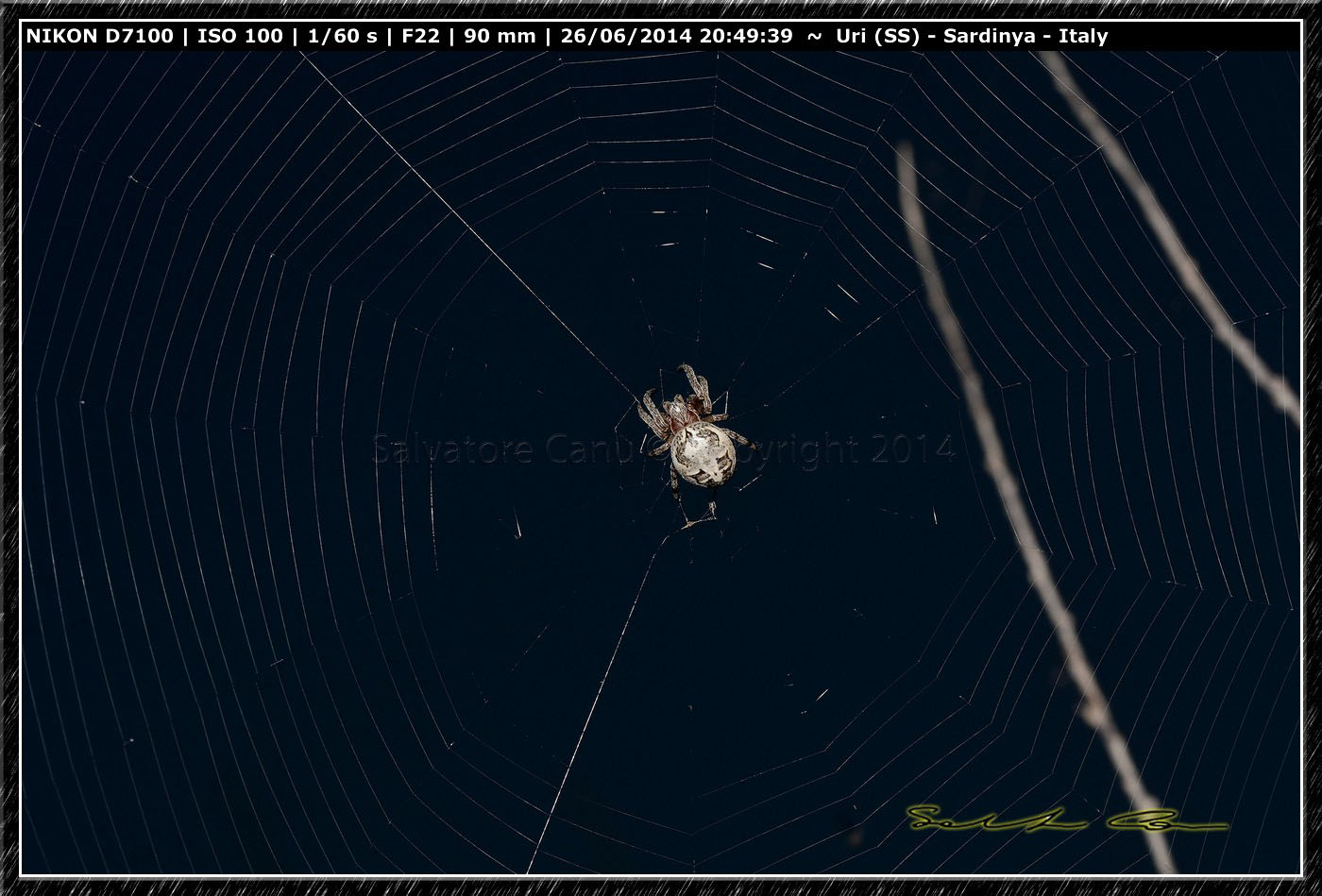 Larinioides sp. - bacino del Cuga (SS)